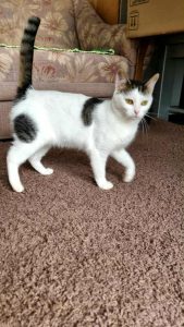 Messenger_creation_1EE5330F-E42A-4972-9841-E6C7BB73C425