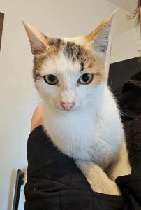 Messenger_creation_50FDBFCC-1321-4D86-9C89-02AB4F5BE7A5