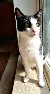 Messenger_creation_54C65342-1E08-43F7-96A3-844AA602437F