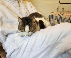 Messenger_creation_59AAA90C-53A6-4C31-96A1-52D4B42CCBBF