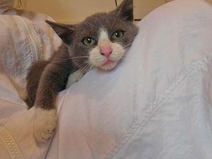 Messenger_creation_63E7FA64-8778-4DA9-8257-3349BDB8B836