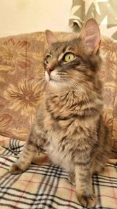 Messenger_creation_6B2800D8-2B55-4CA6-8971-7EE29DB2C230