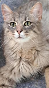 Messenger_creation_92B25F90-926C-4654-8A74-0185010BA145