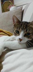 Messenger_creation_A344D779-F770-4896-9F82-094F9EDC78DF